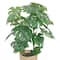 25&#x22; Monstera Plant in Natural Coiled Basket by Ashland&#xAE;